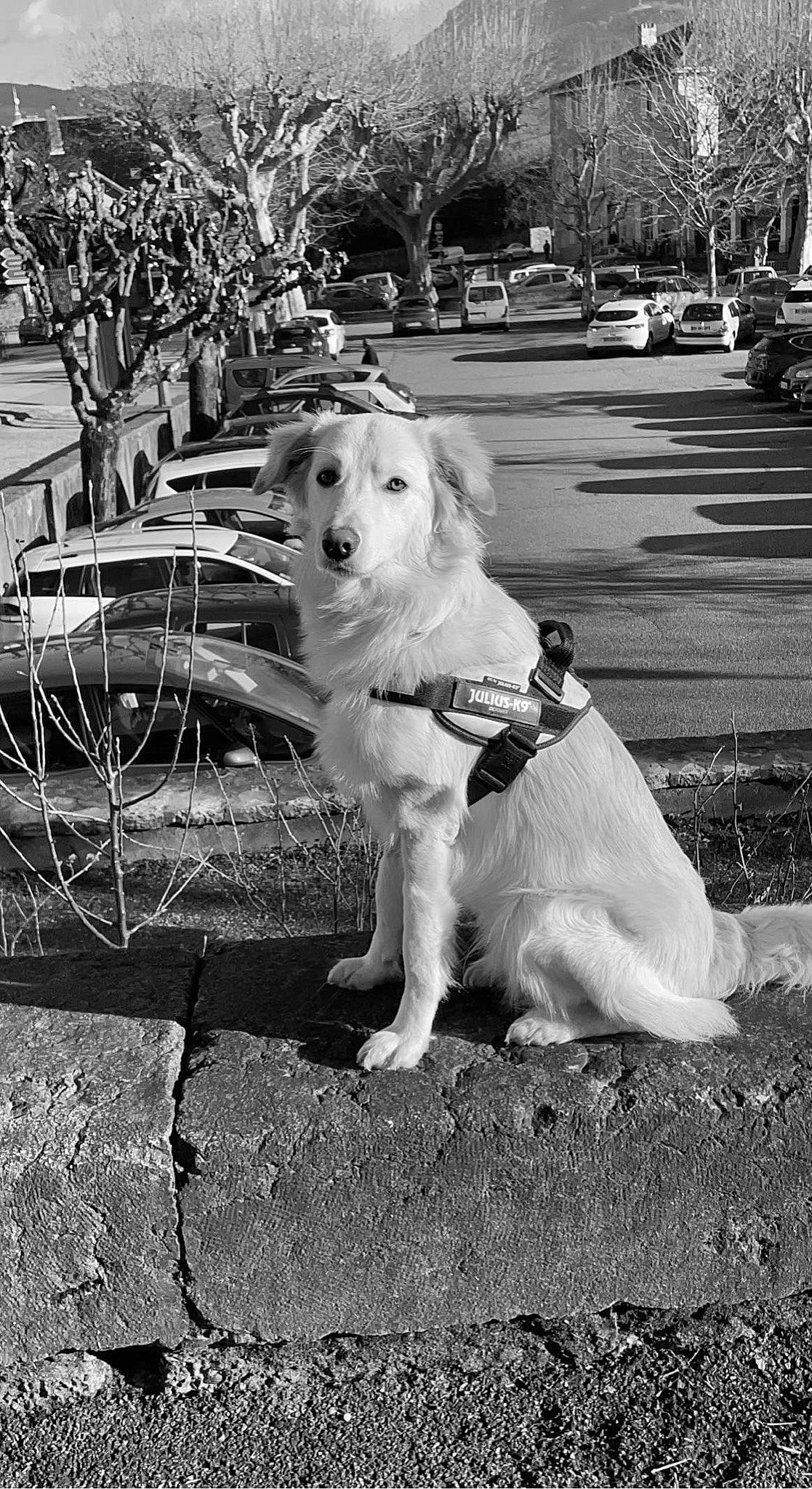 Backi participe au concours pour gagner de l'argent avec cette photo : black, black_and_white, car, carnivore, companion_dog, dog, dog_breed, fawn, grass, monochrome, photograph, plant, road_surface, sidewalk, snout, style, tire, tree, wheel, white