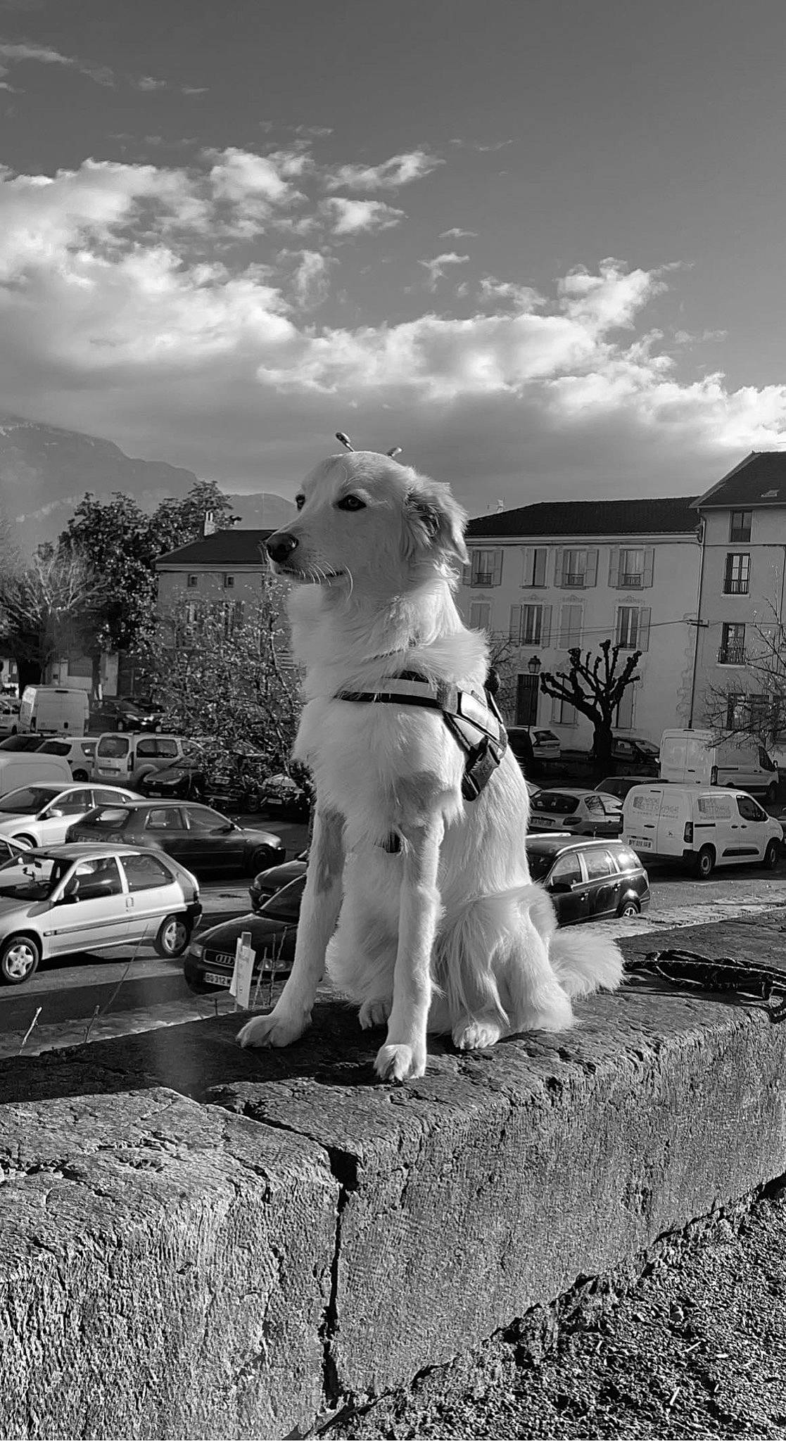 Backi a rejoint le concours — aidez-le/la à gagner de superbes lots ! black, black_and_white, building, car, carnivore, cloud, dog, fawn, felidae, monochrome, monochrome_photography, plant, road, sky, snout, style, tire, vehicle, wheel, window