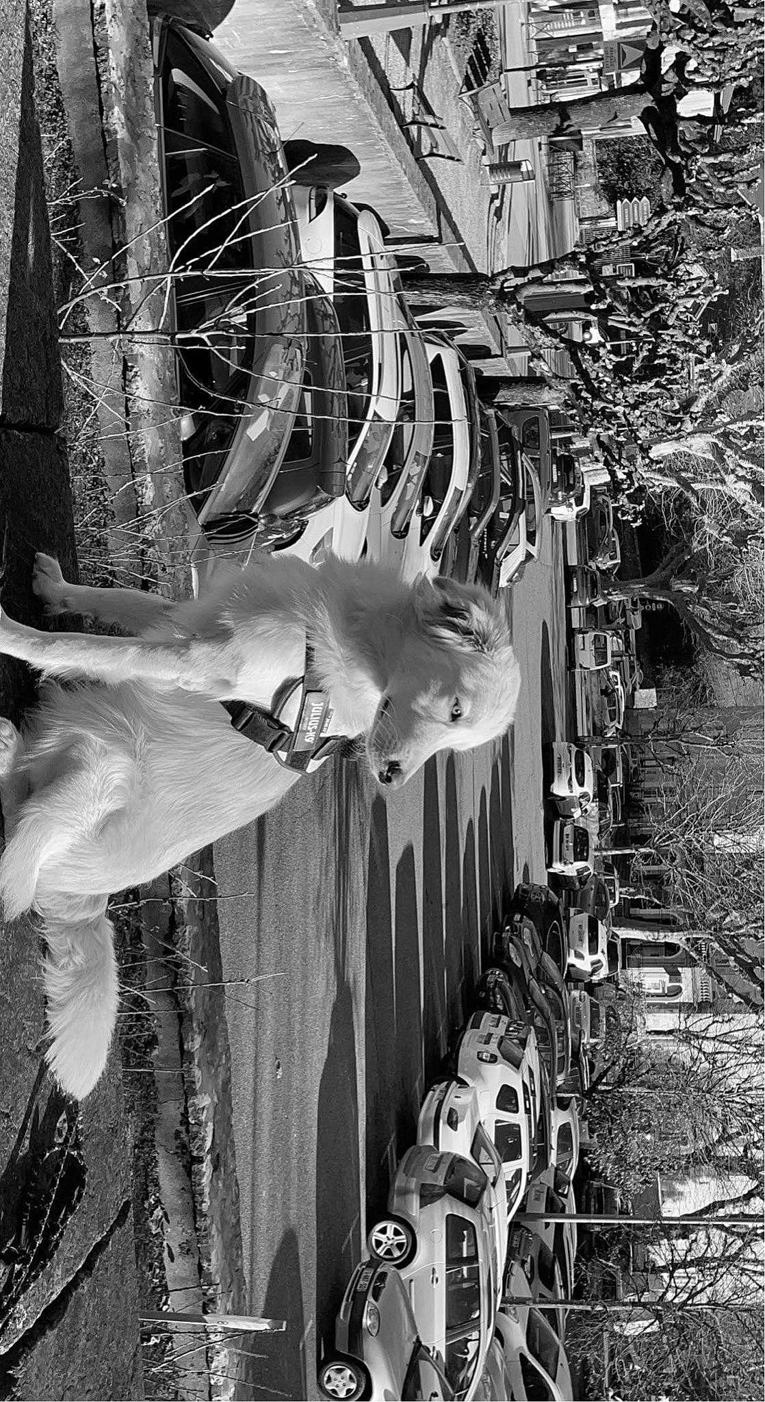 Backi a rejoint le concours — aidez-le/la à gagner de superbes lots ! alley, art, automotive_tire, automotive_wheel_system, black, black_and_white, electricity, facade, freezing, line, metal, monochrome, monochrome_photography, motor_vehicle, plant, stock_photography, street, style, white, wood