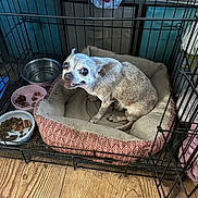 Ali joined the competition — help win amazing prizes! animal, cage, canine, chihuahua, companion, cozy, crate, dog, dog_bed, domestic, expression, floor, food_bowl, furniture, indoor, looking_up, pet, small_dog, water_bowl, wooden_floor