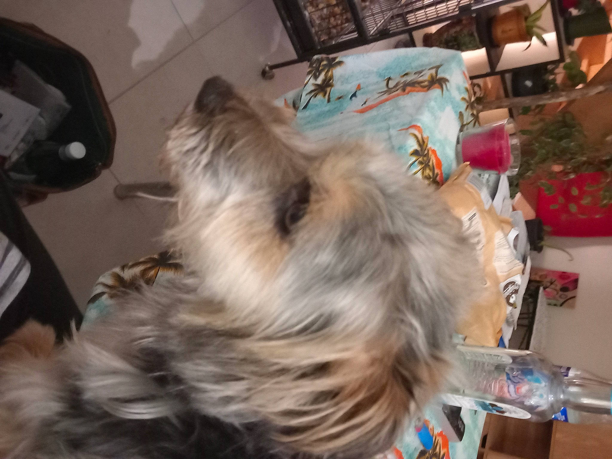 Neva a rejoint le concours — aidez-le/la à gagner de superbes lots ! canidae, carnivore, companion_dog, dog, dog_breed, dog_supply, event, fawn, felidae, fur, liver, pomeranian, small_terrier, small_to_medium_sized_cats, snout, sporting_group, tail, terrier, toy_dog, whiskers