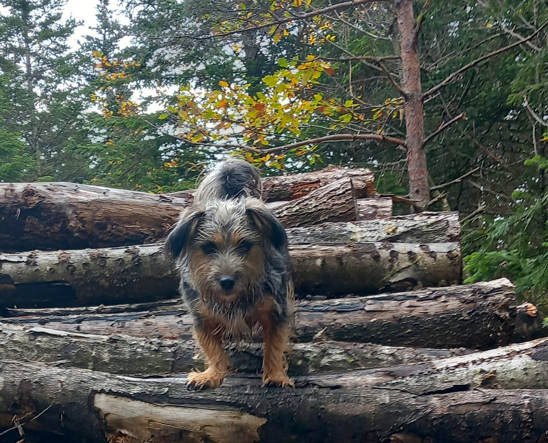 Neva a rejoint le concours — aidez-le/la à gagner de superbes lots ! bedrock, canidae, carnivore, dog, dog_breed, fawn, landscape, natural_landscape, plant, rock, small_terrier, snout, sporting_group, terrier, tree, trunk, water_dog, wood, woodland, working_terrier