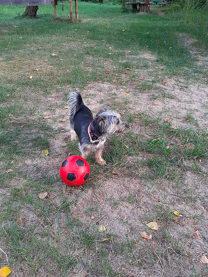 Neva a rejoint le concours — aidez-le/la à gagner de superbes lots ! ball, ball_game, carmine, football, grass, grassland, groundcover, landscape, lawn, leisure, plant, player, soccer, soccer_ball, soil, sports, sports_equipment, sports_toy, team_sport, tree