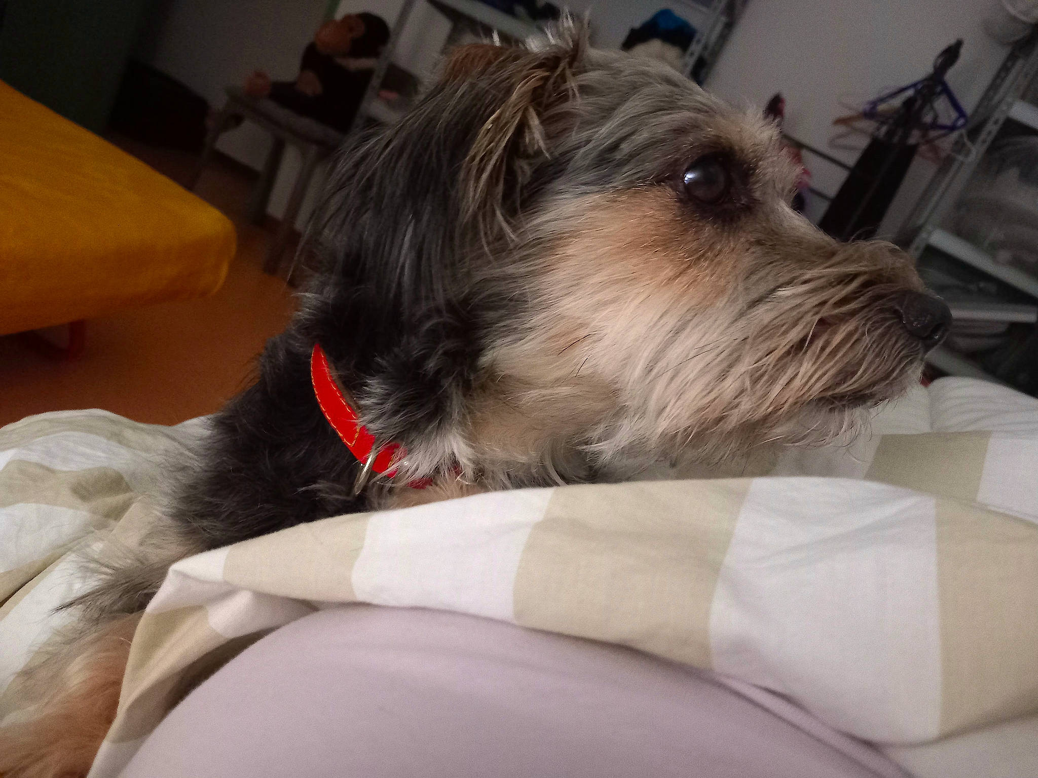 Neva a rejoint le concours — aidez-le/la à gagner de superbes lots ! camera, canidae, carnivore, comfort, companion_dog, dog, dog_breed, dog_supply, fawn, fur, non_sporting_group, schnauzer, small_terrier, snout, sporting_group, terrier, toy_dog, working_animal