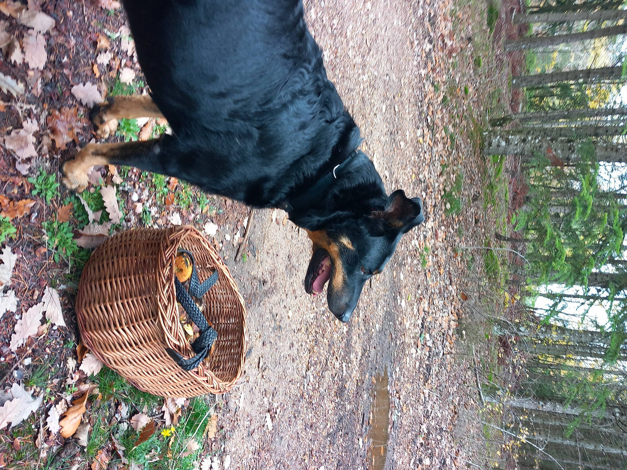 Bleu a rejoint le concours — aidez-le/la à gagner de superbes lots ! carnivore, companion_dog, dog, dog_breed, dog_collar, fashion_accessory, fawn, foot, grass, hat, human_leg, organism, people_in_nature, plant, tail, textile, tree, trunk, wood, working_animal