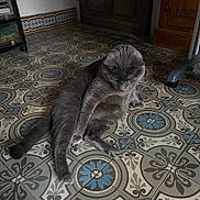 Baloo participe au concours pour gagner de l'argent avec cette photo : animal, cabinet, cat, domestic, feline, floor, gray_cat, grooming, home_interior, indoor, looking_down, patterned_floor, paw, pet, quiet, raised_paw, sitting, tile_floor, wheel, wooden_furniture
