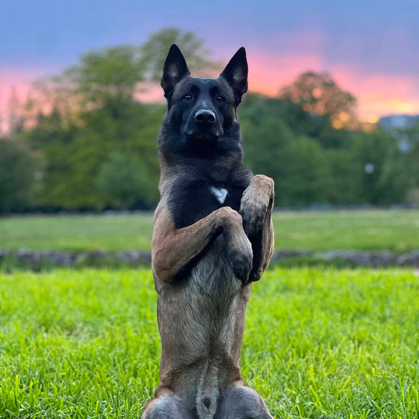 Milo participe au concours pour gagner de l'argent avec cette photo : alert, animal, canine, dog, ears, field, fur, german_shepherd, grass, greenery, muzzle, nature, outdoor, paw, pet, portrait, sitting, sky, sunset, watchful