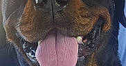 Cash is registered to the contest to win money with this photo: dog, rottweiler, tongue_out, pet, canine, animal, car_interior, harness, happy, close_up, portrait, black_and_brown, seat, vehicle, companion, friendly, smiling, domestic_animal, cute, indoors