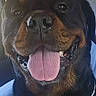dog, rottweiler, tongue_out, pet, canine, animal, car_interior, harness, happy, close_up, portrait, black_and_brown, seat, vehicle, companion, friendly, smiling, domestic_animal, cute, indoors