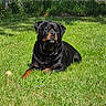 Cash joined the competition — help win amazing prizes! rottweiler, dog, grass, lawn, outdoor, pet, canine, sunlight, fence, yard, animal, black_dog, brown_markings, house, person, summer, nature, domestic_animal, relaxed, daytime