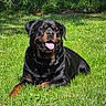 rottweiler, dog, canine, pet, animal, grass, lawn, outdoor, sunlight, tongue_out, happy, lying_down, chain_link_fence, greenery, summer, mammal, friendly, nature, domestic_animal, portrait