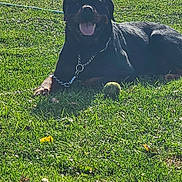 Cash is registered to the contest to win money with this photo: dog, rottweiler, grass, outdoor, sunlight, pet, playing, chain, tongue_out, animal, mammal, leisure, greenery, resting, summer, daytime, collar, ball, happy, canine