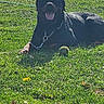 dog, rottweiler, grass, outdoor, sunlight, pet, playing, chain, tongue_out, animal, mammal, leisure, greenery, resting, summer, daytime, collar, ball, happy, canine