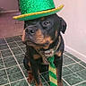 Cash is registered to the contest to win money with this photo: dog, rottweiler, green_hat, tie, indoor, floor_tile, pet, costume, accessory, animal, sitting, portrait, funny, snapchat_text, hat, green, black, brown, cute, domestic_animal