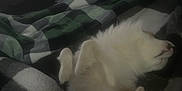Louie joined the competition — help win amazing prizes! dog, sleeping, blanket, indoor, cozy, pet, paw, fur, relaxed, bedroom, digital_clock, pineapple, dark, resting, animal, comfort, quiet, home, laying_down, cute
