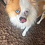 Louie joined the competition — help win amazing prizes! dog, fluffy, blue_eyes, tongue_out, licking, brown_rug, curious, pet, canine, indoor, cute, small_dog, white_fur, brown_fur, animal, companion, furry, alert, standing, closeup