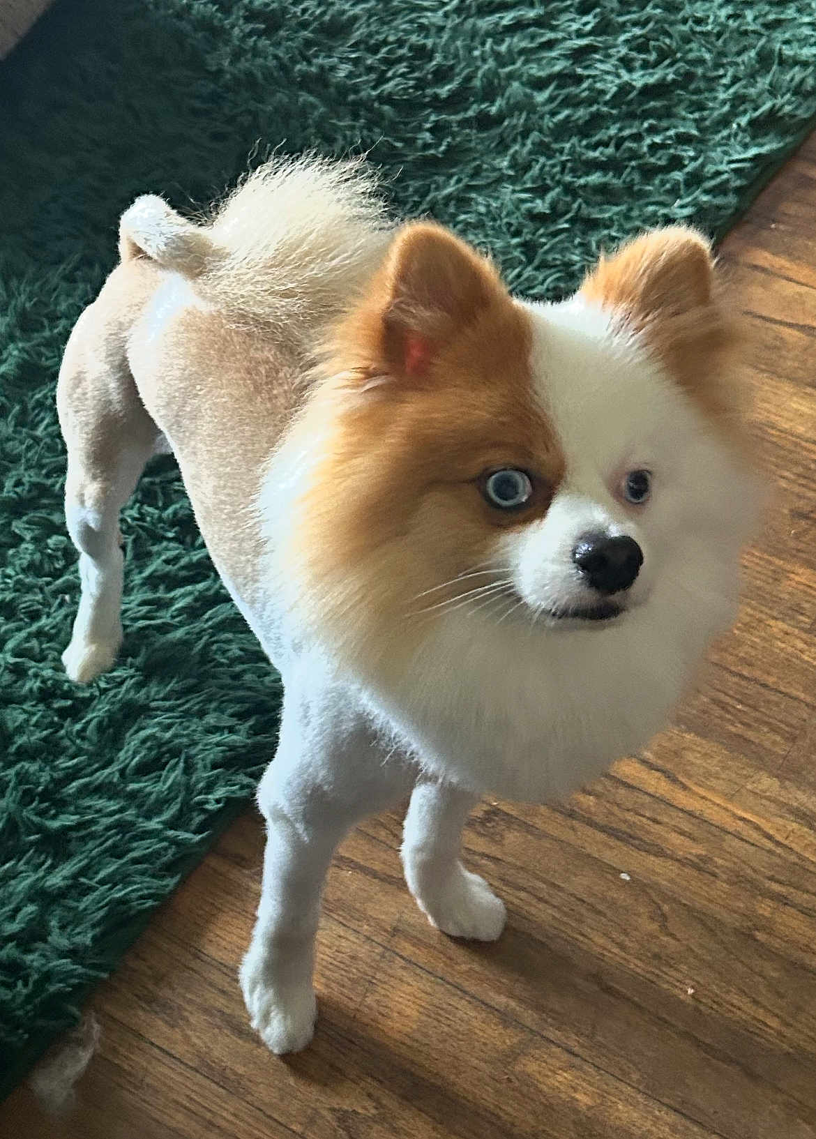 Louie