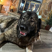 Reena is registered to the contest to win money with this photo: animal, cozy, crown, cute, decor, dog, fireplace, floor, fluffy, home, indoor, large_dog, mammal, pet, plant, portrait, relaxed, ribbon, stone_wall, tongue_out