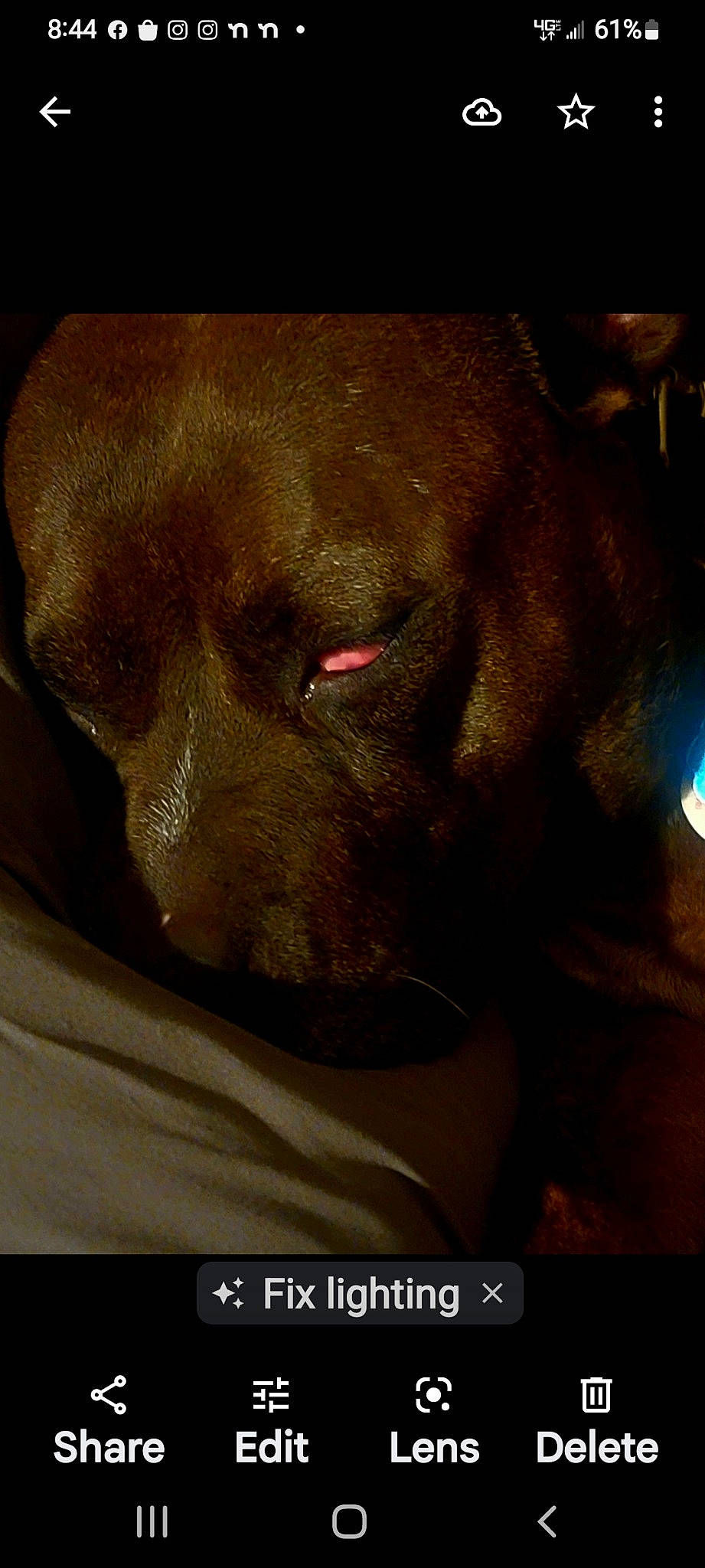 Kira is registered to the contest to win money with this photo: canidae, carnivore, comfort, companion_dog, dog, dog_breed, ear, fawn, flesh, fur, liver, non_sporting_group, snout, sporting_group, terrestrial_animal, whiskers, working_animal, wrinkle