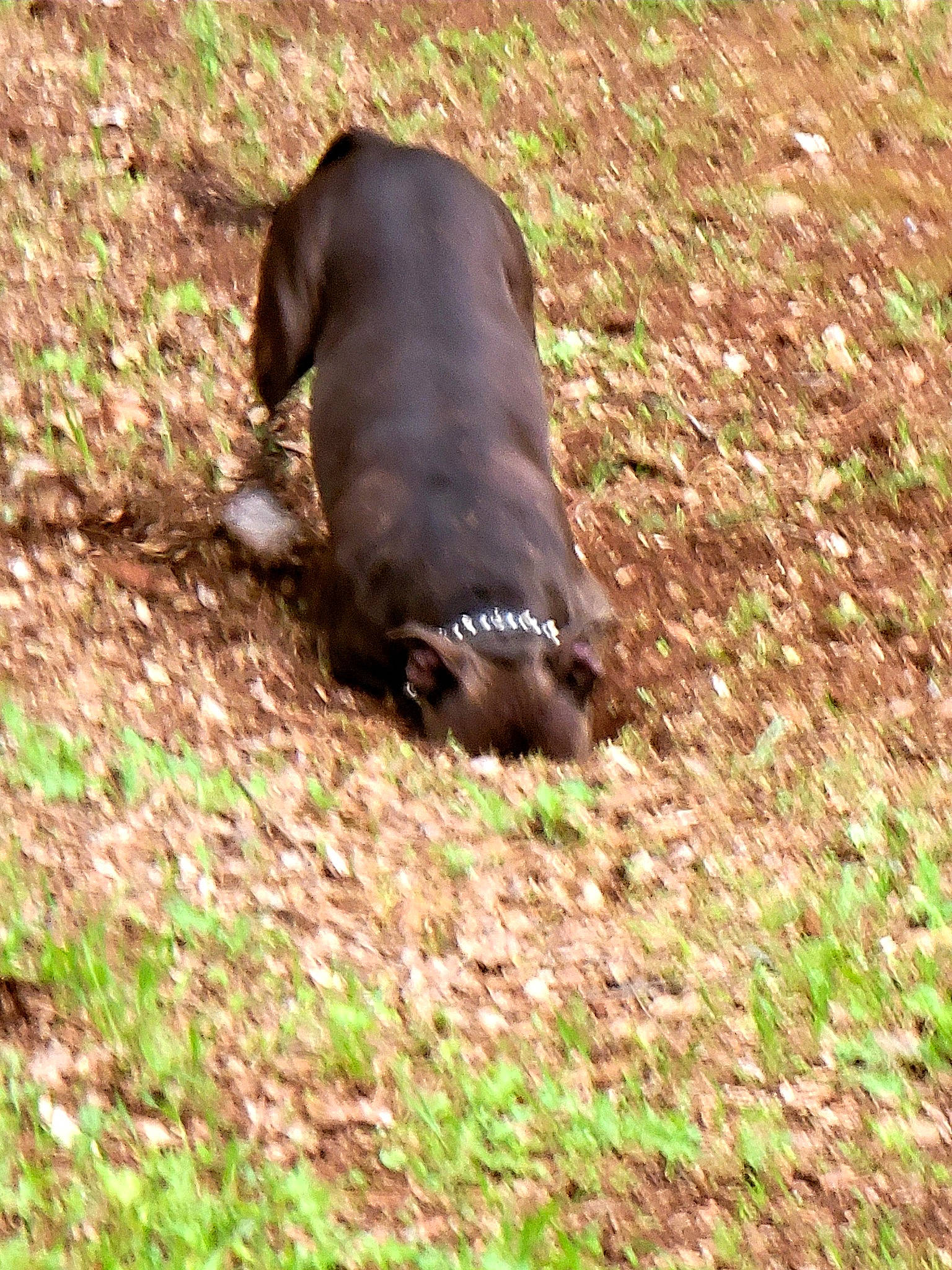 Kira is registered to the contest to win money with this photo: canidae, carnivore, dog, dog_breed, fawn, fur, grass, groundcover, gun_dog, hunting_dog, liver, plant, snout, sporting_group, tail, terrestrial_animal, wildlife, working_animal