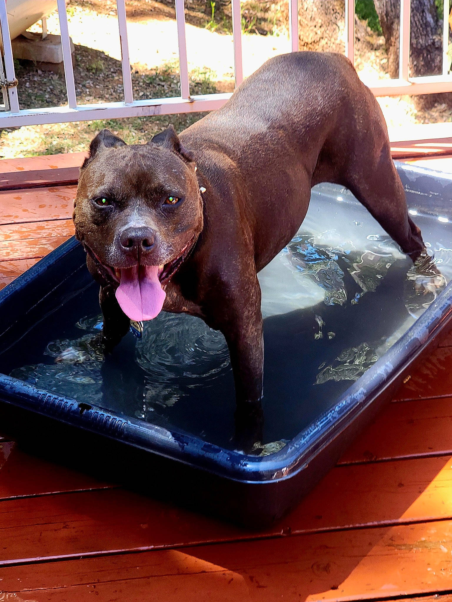 Kira is registered to the contest to win money with this photo: california_sea_lion, carnivore, comfort, dog_breed, giant_otter, harbor_seal, liver, mammal, marine_mammal, plant, seal, snout, terrestrial_animal, water, whiskers, wildlife, window, windshield