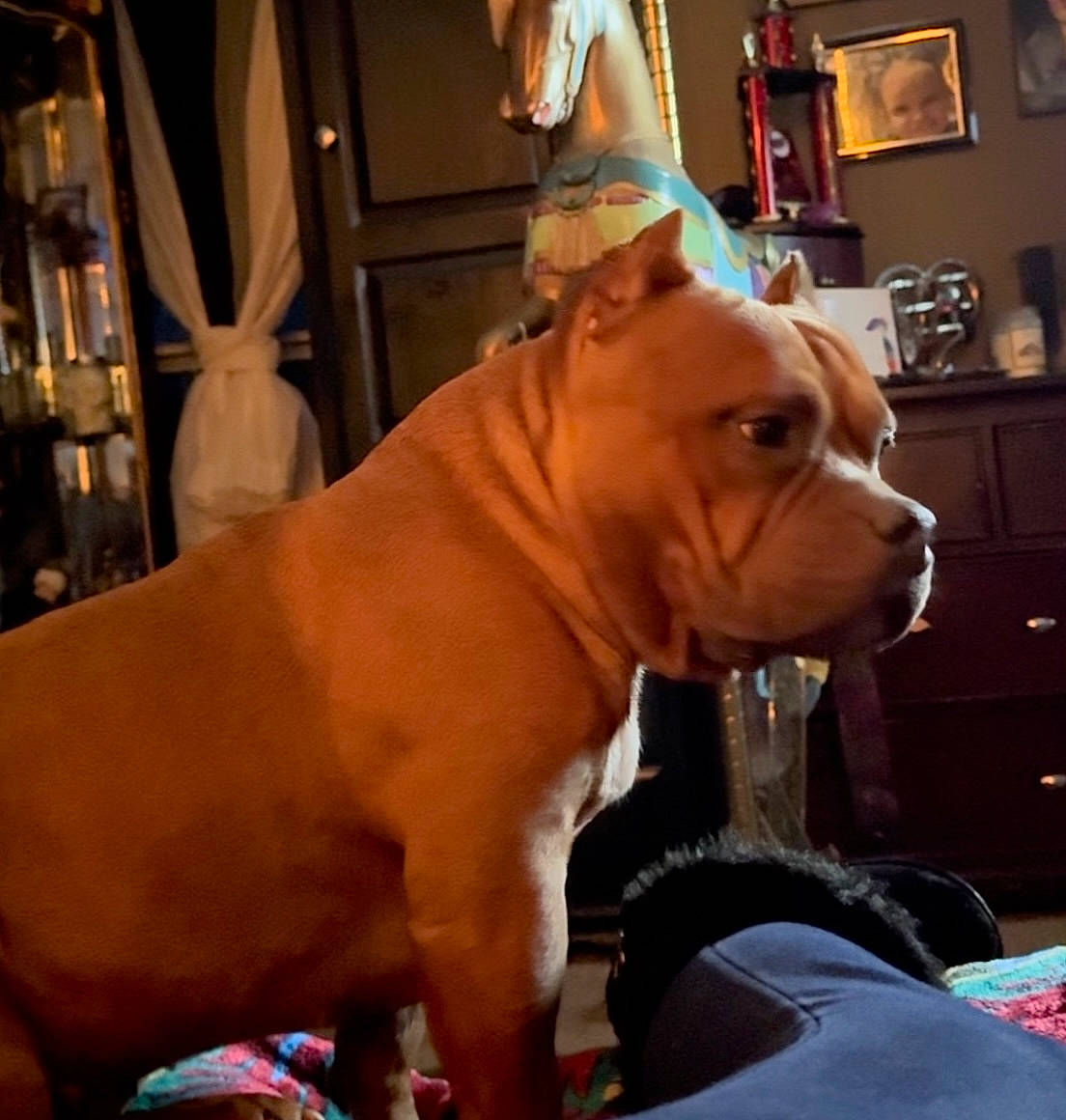 La Unica joined the competition — help win amazing prizes! canidae, carnivore, collar, companion_dog, dog, dog_breed, dog_collar, dog_supply, ear, fawn, guard_dog, liver, molosser, picture_frame, shelf, sporting_group, whiskers, working_animal, working_dog, wrinkle