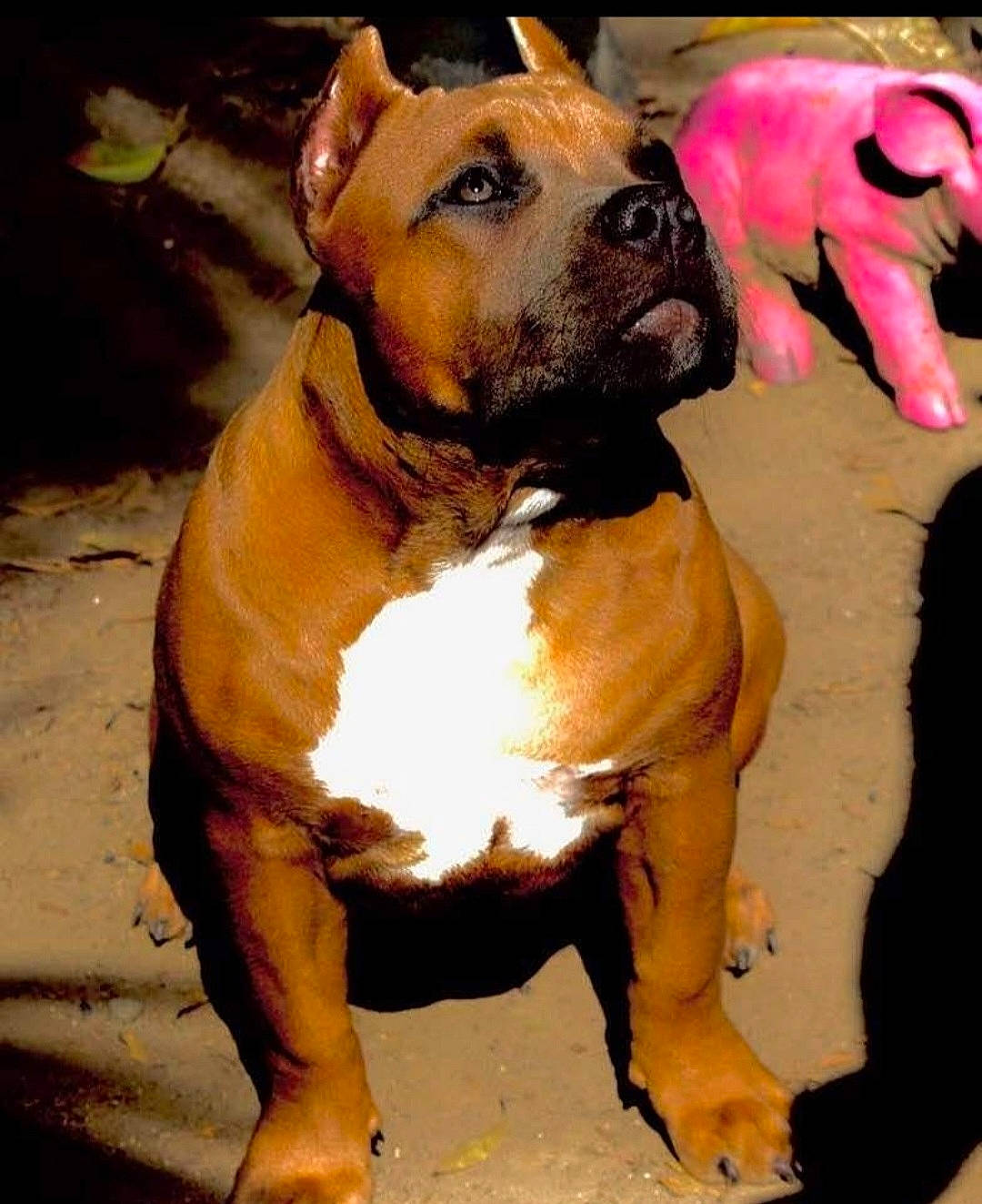 La Unica is registered to the contest to win money with this photo: art, boxer, carnivore, collar, companion_dog, dog, dog_breed, dog_collar, fawn, giant_dog_breed, guard_dog, molosser, painting, paw, pet_supply, snout, sporting_group, whiskers, working_animal, wrinkle