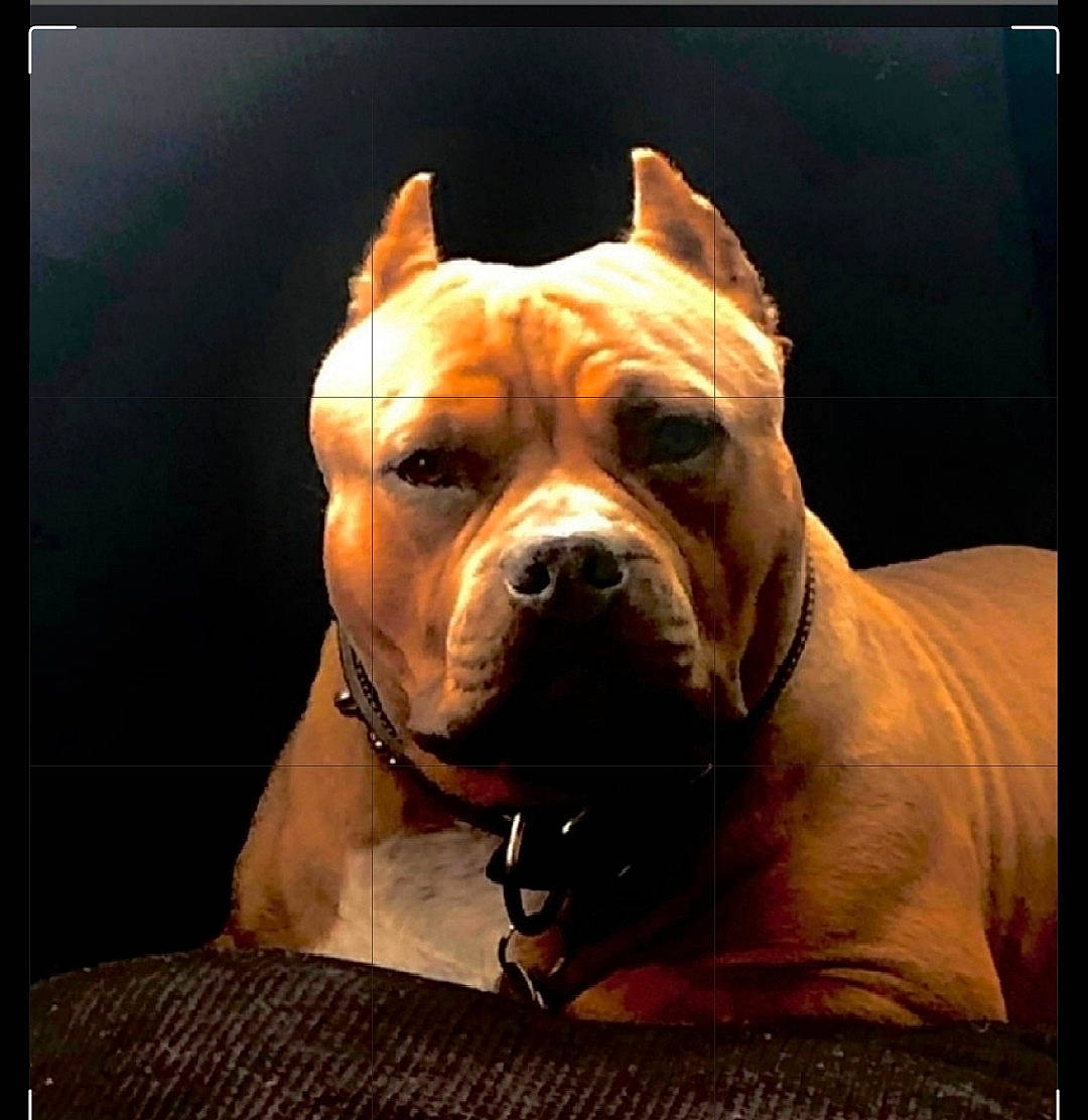 La Unica joined the competition — help win amazing prizes! boxer, bulldog, canidae, carnivore, collar, companion_dog, display_device, dog, dog_breed, dog_collar, fawn, liver, picture_frame, rectangle, snout, sporting_group, whiskers, window, working_animal, wrinkle