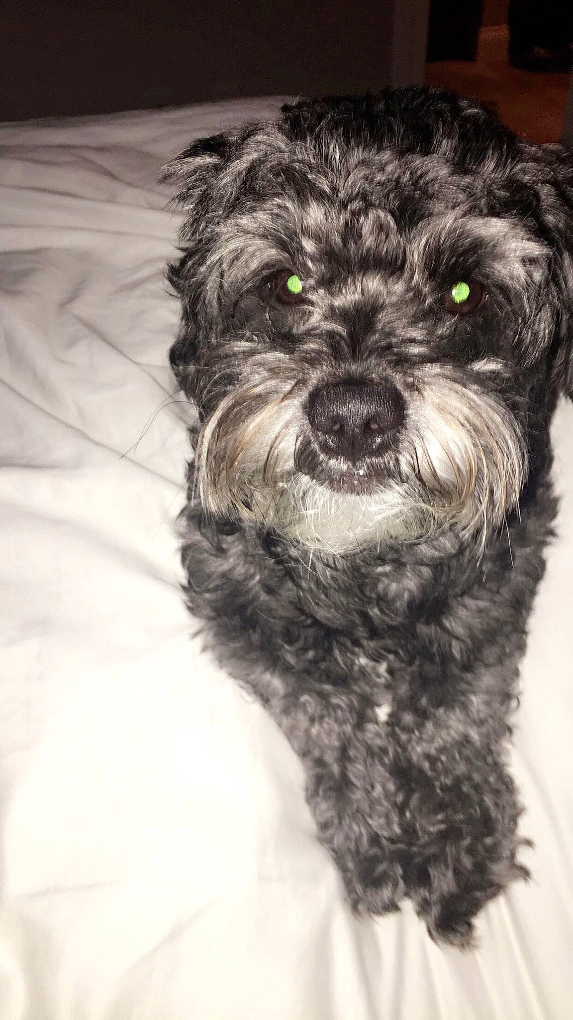 Duke is registered to the contest to win money with this photo: affenpinscher, bolonka, canidae, carnivore, dog, dog_breed, havanese, kyi_leo, mammal, miniature_schnauzer, morkie, nose, poodle_crossbreed, puppy, schnoodle, shih_poo, snout, sporting_group, terrier, vertebrate