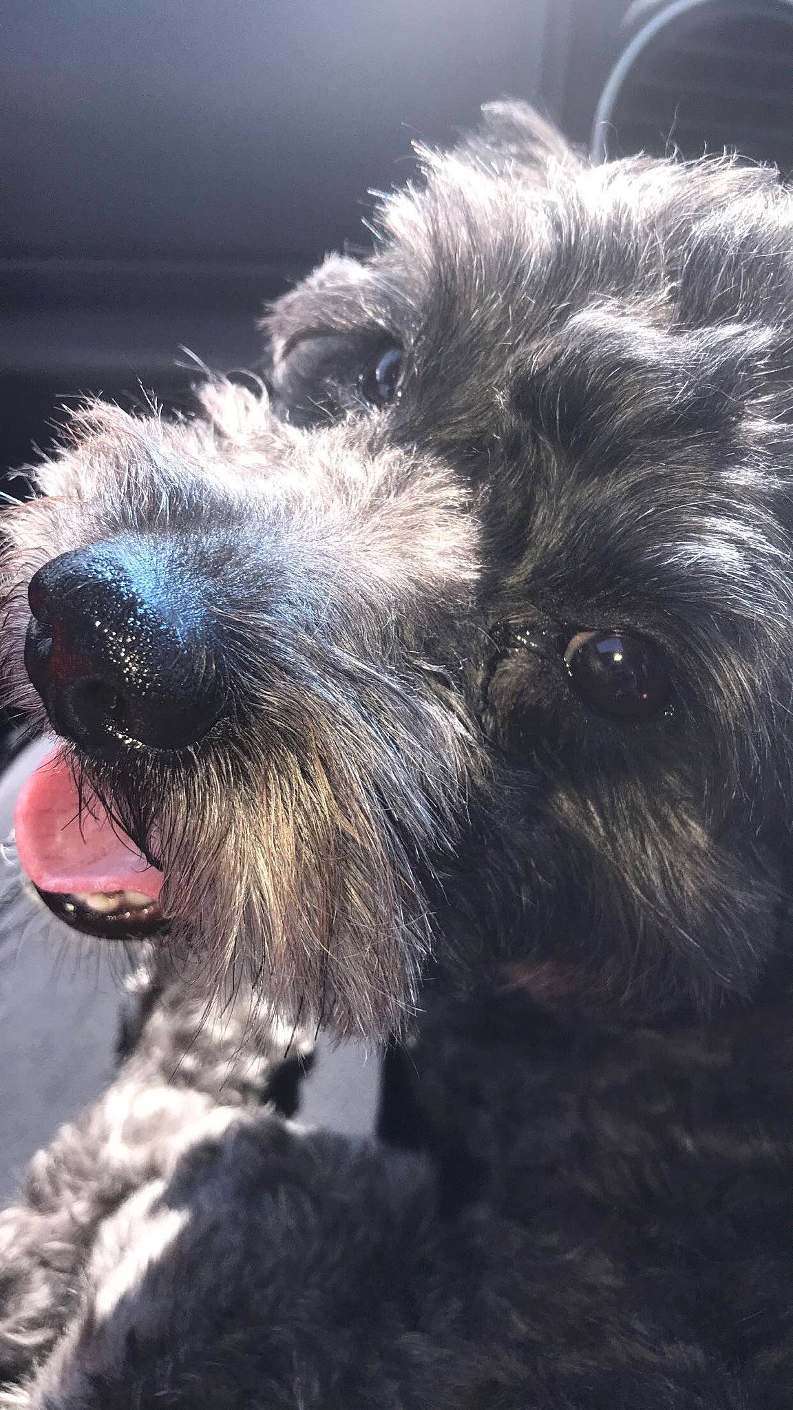 Duke is registered to the contest to win money with this photo: bosnian_coarse_haired_hound, canidae, carnivore, dog, dog_breed, dutch_smoushond, german_wirehaired_pointer, glen_of_imaal_terrier, irish_wolfhound, mammal, miniature_schnauzer, rare_breed_dog, schnauzer, schnoodle, small_terrier, snout, sporting_group, standard_schnauzer, terrier, vertebrate