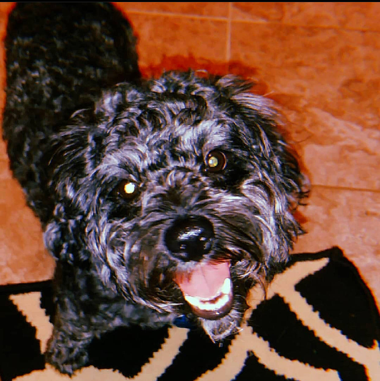 Duke joined the competition — help win amazing prizes! affenpinscher, barbet, black_russian_terrier, bolonka, canidae, carnivore, cavapoo, cockapoo, dog, dog_breed, labradoodle, mammal, miniature_poodle, poodle_crossbreed, portuguese_water_dog, rare_breed_dog, schnoodle, sporting_group, terrier, vertebrate