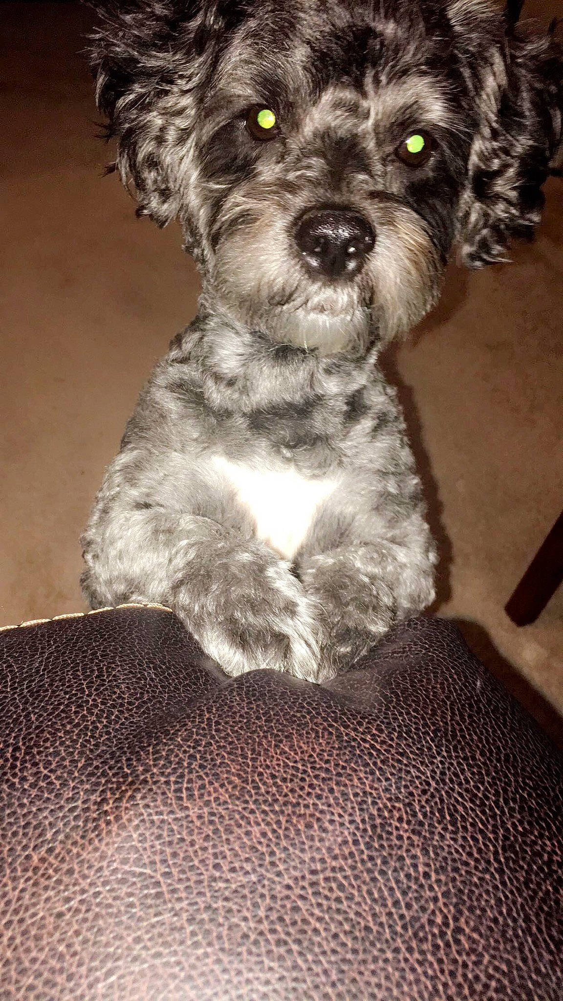 Duke joined the competition — help win amazing prizes! bolonka, canidae, carnivore, cavapoo, cockapoo, companion_dog, dog, dog_breed, labradoodle, mammal, miniature_poodle, miniature_schnauzer, poodle, poodle_crossbreed, puppy, schnauzer, schnoodle, sporting_group, toy_poodle, vertebrate