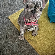 Penelope joined the competition — help win amazing prizes! puppy, dog, pet, indoor, carpet, yellow_mat, collar, id_tag, cute, small, fur, ears, floor, looking_up, animal, domestic_animal, young, friendly, sitting, companion