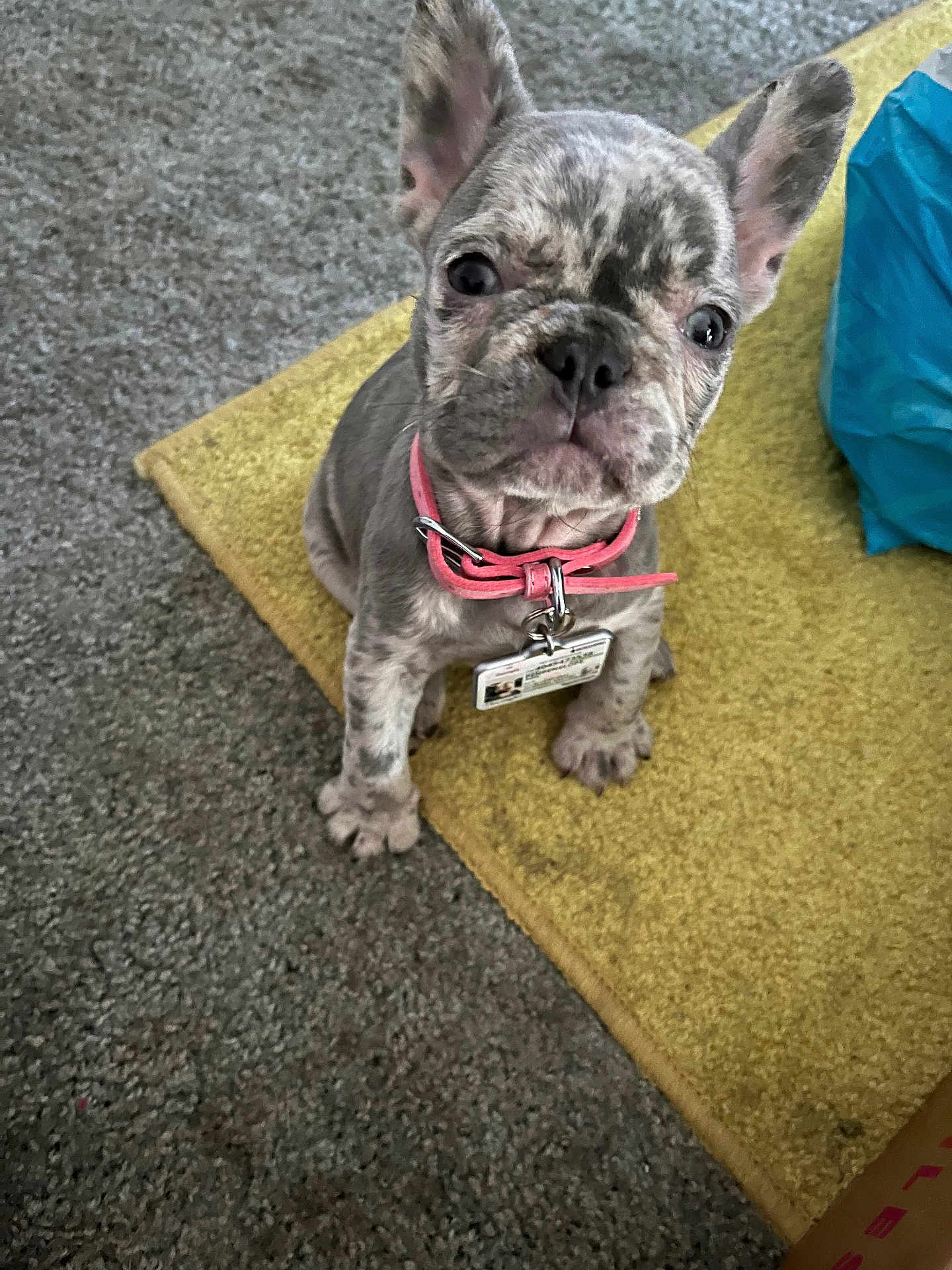 Penelope