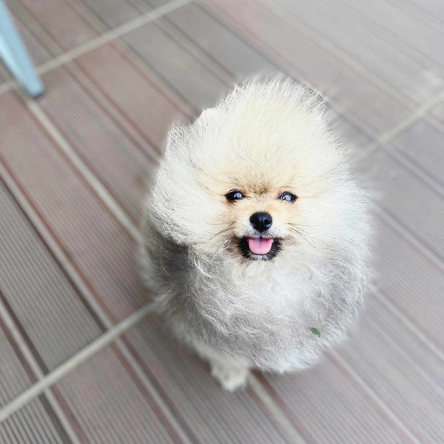 Simba