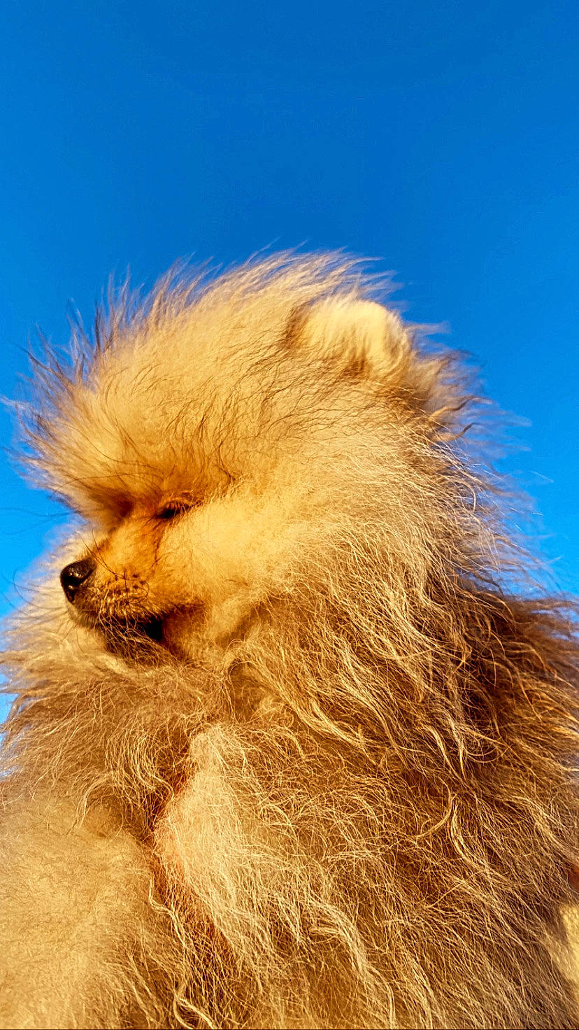 Simba participe au concours pour gagner de l'argent avec cette photo : canidae, carnivore, dog, fur, german_spitz, pomeranian, spitz