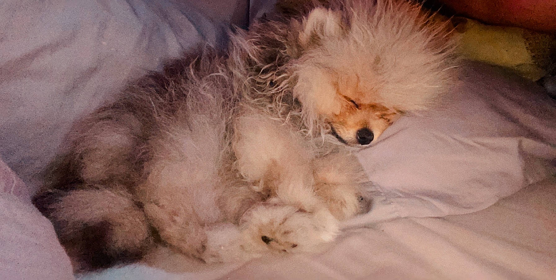 Simba a rejoint le concours — aidez-le/la à gagner de superbes lots ! canidae, carnivore, companion_dog, dog, dog_breed, fur, german_spitz, german_spitz_mittel, mammal, non_sporting_group, pomeranian, puppy, puppy_love, spitz, sporting_group, toy_dog, volpino_italiano, whiskers