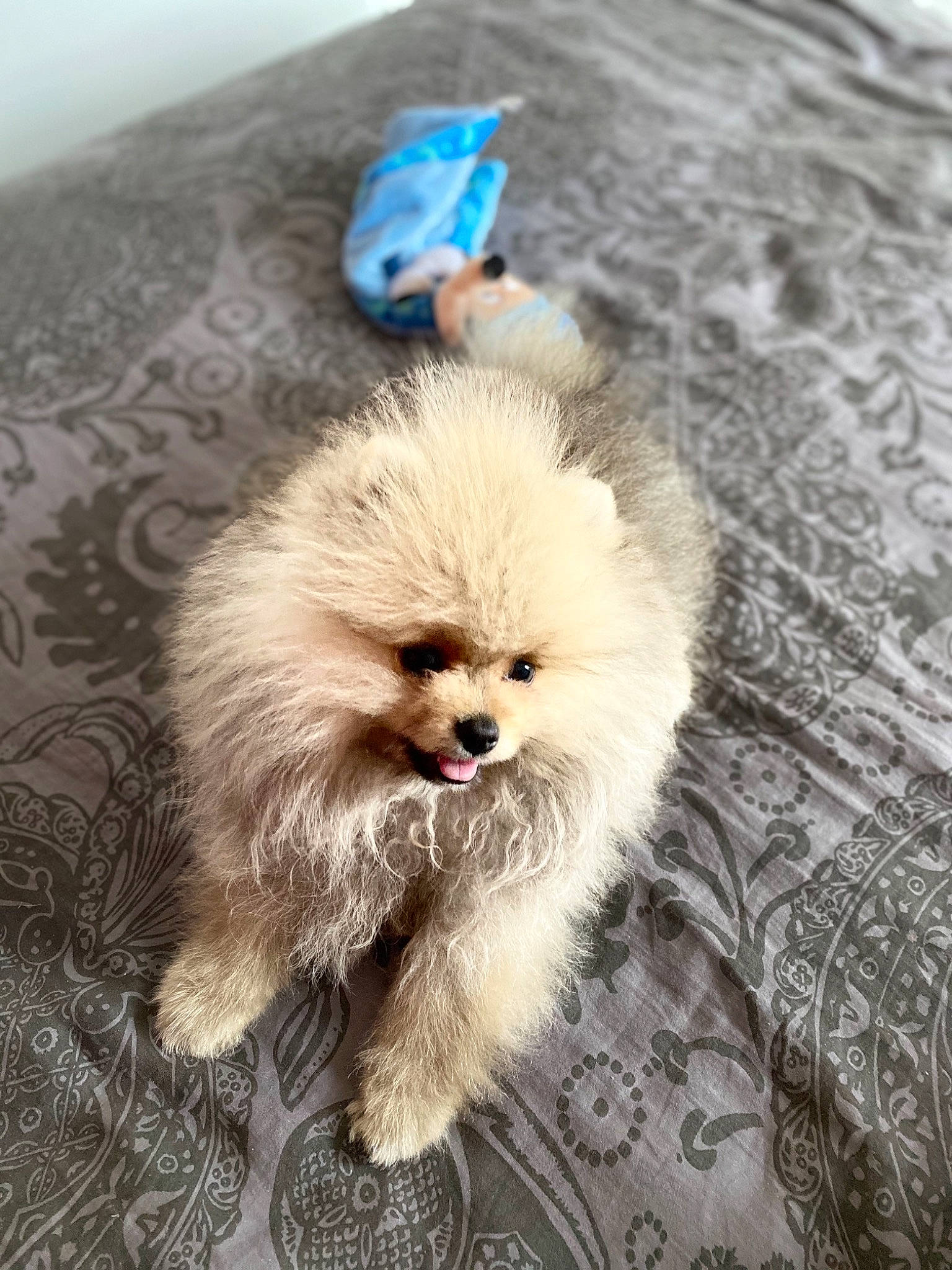 Simba participe au concours pour gagner de l'argent avec cette photo : canidae, carnivore, companion_dog, dog, dog_breed, german_spitz, german_spitz_klein, german_spitz_mittel, mammal, non_sporting_group, pomeranian, puppy, rare_breed_dog, skin, snout, spitz, sporting_group, toy_dog, vertebrate, volpino_italiano