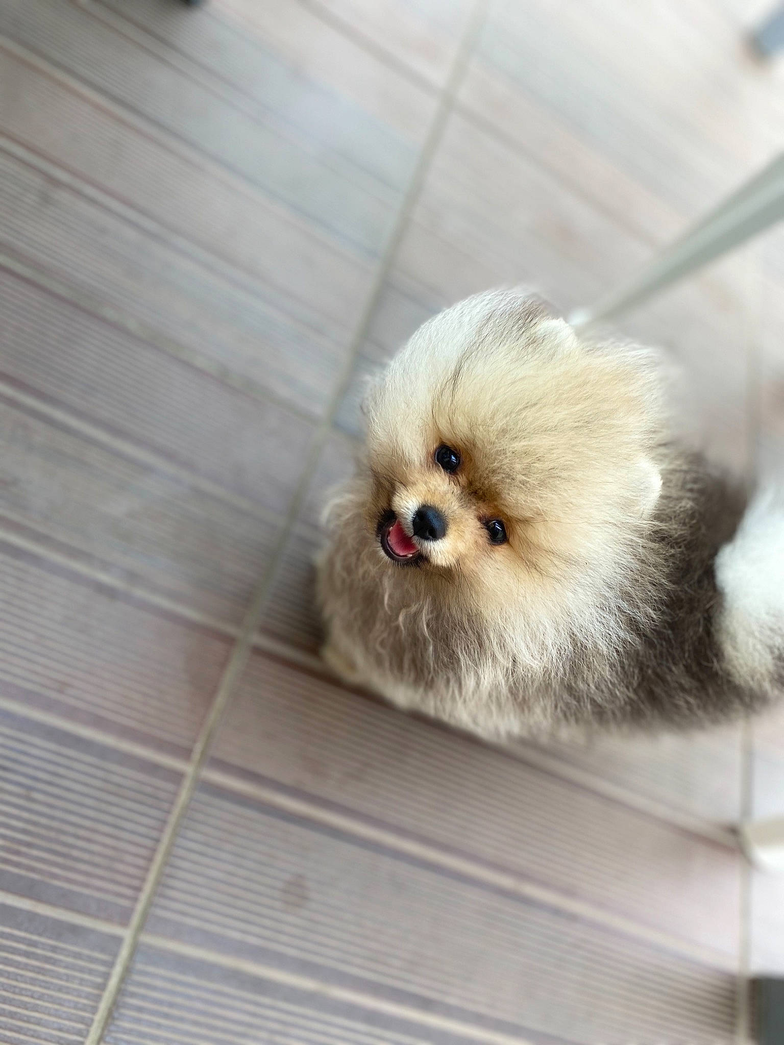 Simba a rejoint le concours — aidez-le/la à gagner de superbes lots ! canidae, carnivore, companion_dog, dog, dog_breed, fawn, fur, maltese, mammal, non_sporting_group, nose, pomeranian, puppy, shih_tzu, skin, snout, spitz, sporting_group, toy_dog, whiskers