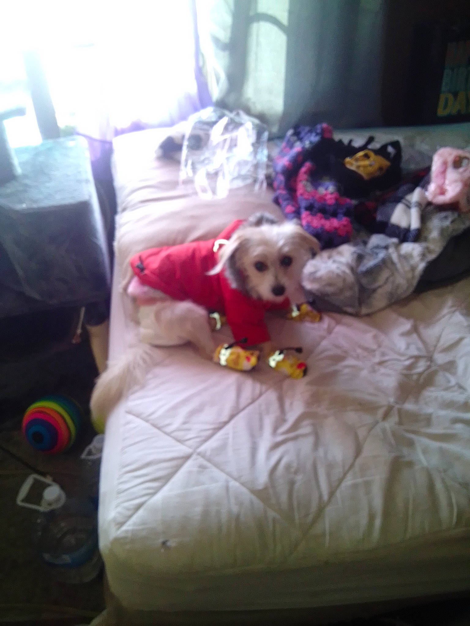 Biscuit is registered to the contest to win money with this photo: carnivore, comfort, companion_dog, couch, curtain, dog, dog_breed, dog_clothes, dog_supply, linens, living_room, pet_supply, pillow, room, small_terrier, sporting_group, stuffed_toy, toy, toy_dog, working_animal