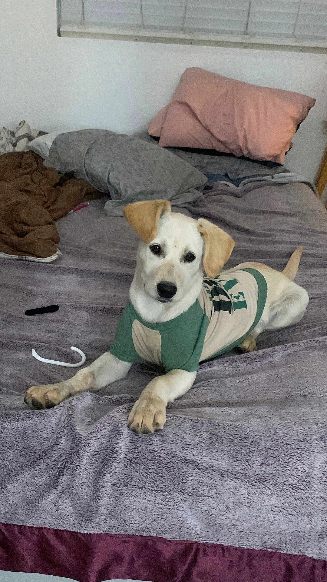 Frosty is registered to the contest to win money with this photo: dog, bed, blanket, pillow, pet_clothing, indoor, animal, canine, laying_down, looking_at_camera, cozy, fur, ears, tail, snout, domestic_animal, sleeping_area, resting, cute, curious