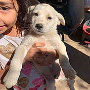 Frosty joined the competition — help win amazing prizes! child, puppy, dog, outdoor, sunlight, smile, holding, white_dog, young, happy, casual_clothing, playful, pets, cute, person, animal, daylight, portrait, young_child, hands