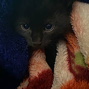 Domo joined the competition — help win amazing prizes! black_kitten, cat, kitten, blanket, cozy, soft_texture, animal, pet, fur, curious_eyes, indoor, closeup, cute, small, warm, resting, dark, snuggled, comfort, hidden