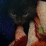 black_kitten, cat, kitten, blanket, cozy, soft_texture, animal, pet, fur, curious_eyes, indoor, closeup, cute, small, warm, resting, dark, snuggled, comfort, hidden