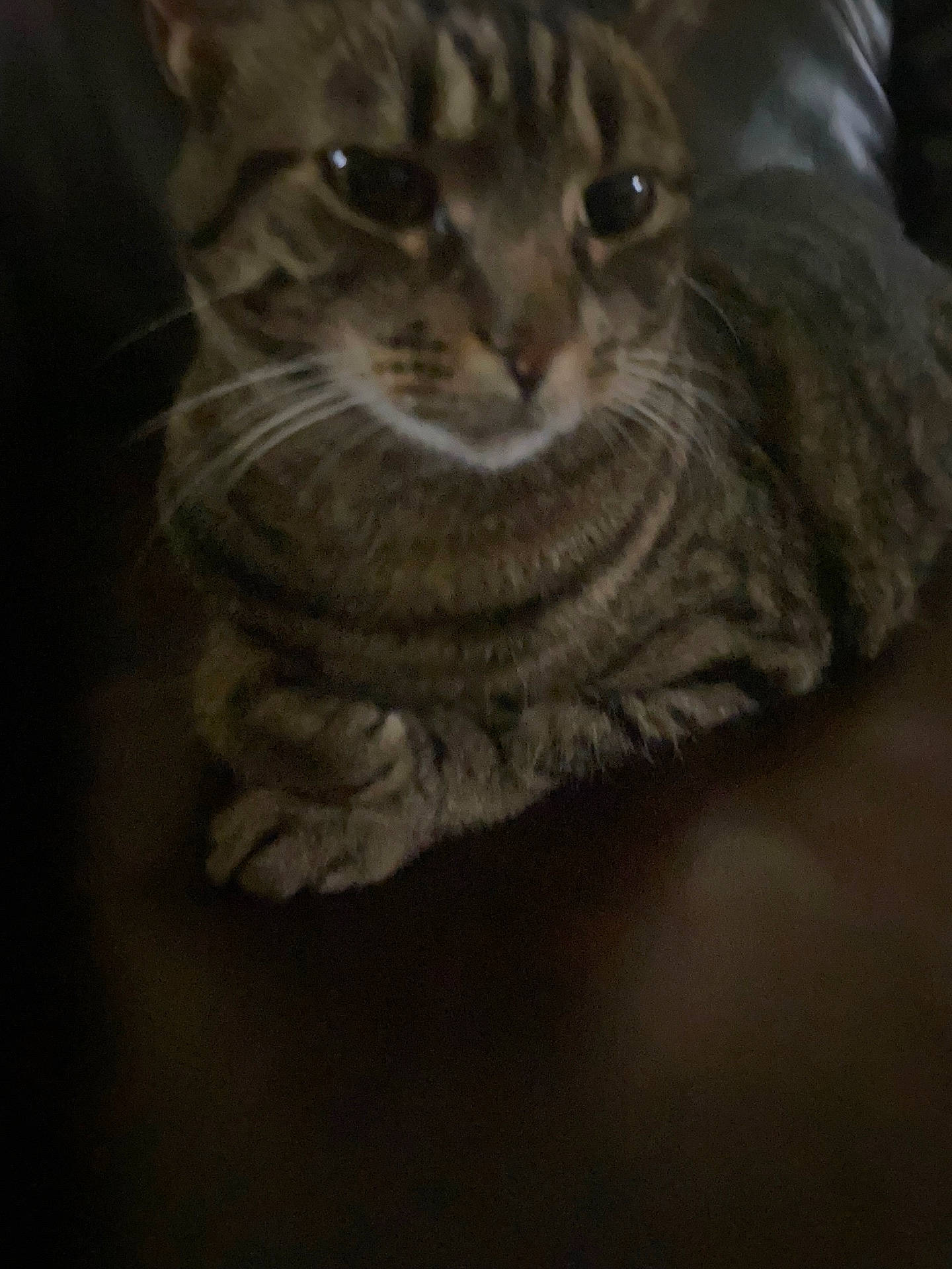 Mimi
