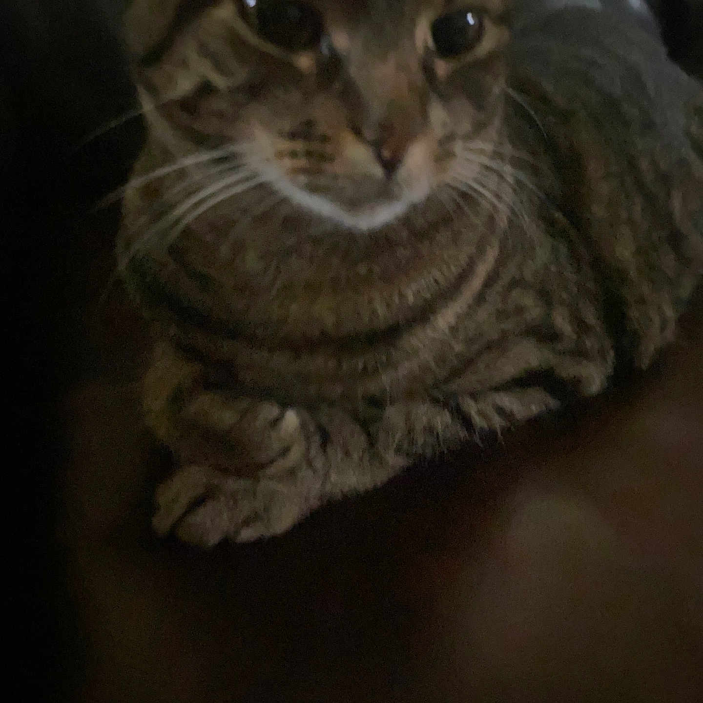 Mimi