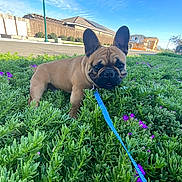 Brownie is registered to the contest to win money with this photo: animal, blue_sky, canine, daytime, dog, flowers, french_bulldog, greenery, house, leash, nature, outdoor, pet, plant, portrait, shrub, sidewalk, sky, suburban, sunny