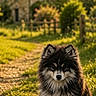puppy, dog, fluffy, path, dirt_path, grass, sunlight, countryside, stone_cottage, house, fence, trees, greenery, nature, outdoor, pet, animal, portrait, sunset_light, cute