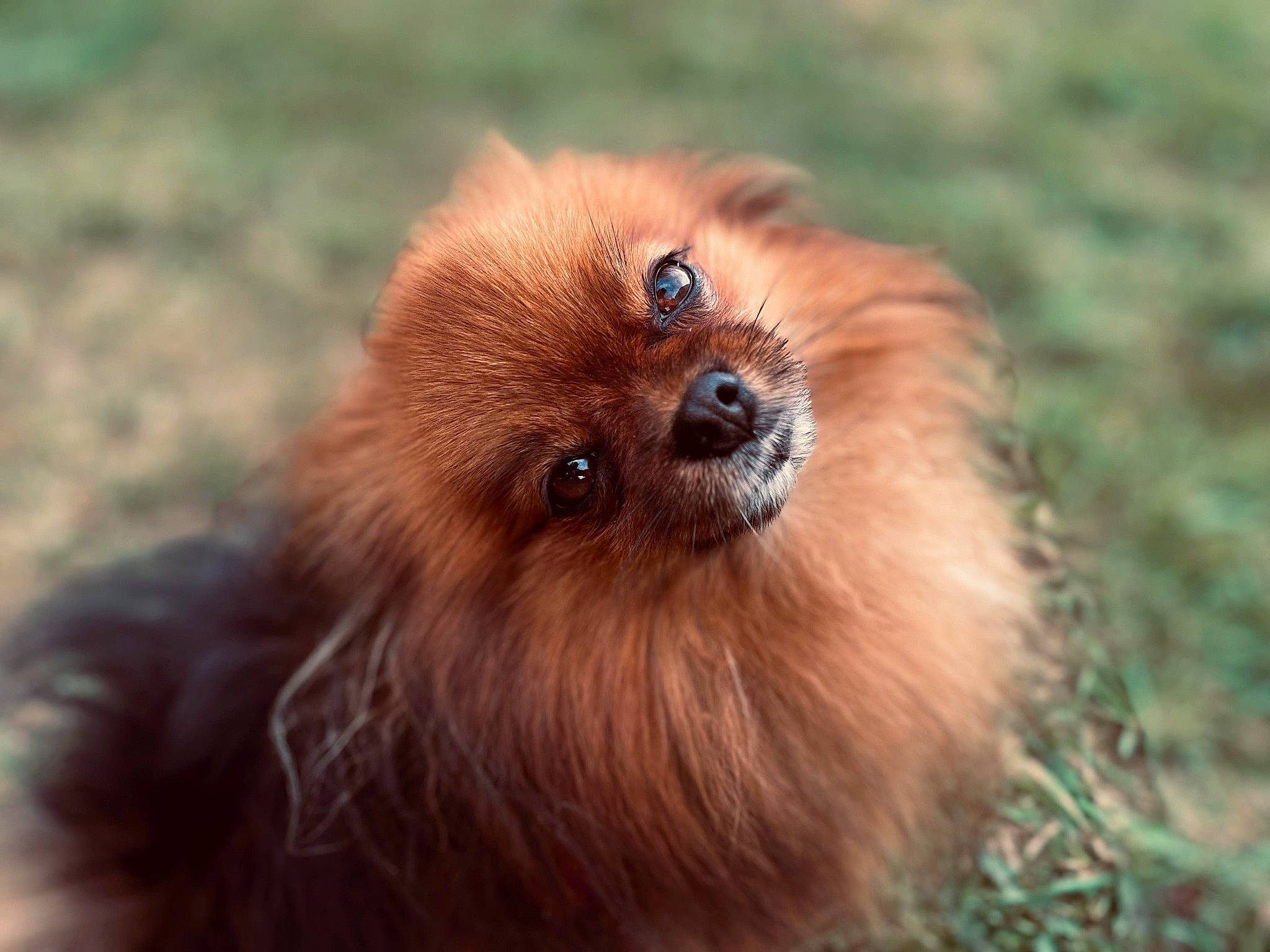 Perle a rejoint le concours — aidez-le/la à gagner de superbes lots ! companion_dog, dog_breed, fawn, fur, grass, liver, primate, snout, terrestrial_animal, tibetan_spaniel, toy_dog, wildlife