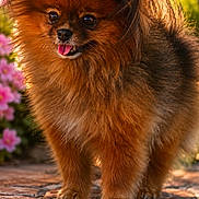 Perle a rejoint le concours — aidez-le/la à gagner de superbes lots ! dog, small_dog, fluffy, brown_fur, outdoor, garden, flowers, stone_path, pet, animal, cute, tongue_out, happy, sunlight, nature, fur, ears, portrait, standing, canine
